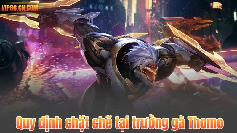 Quy định chặt chẽ tại trường gà Thomo